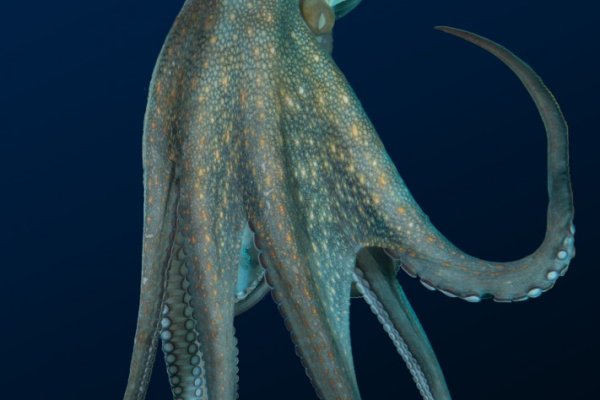 Kraken магазин ссылка