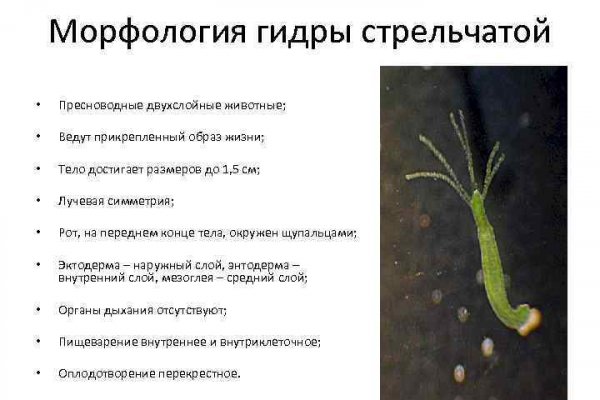 Адрес гидры онион в тор